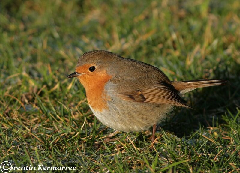 European Robinadult post breeding