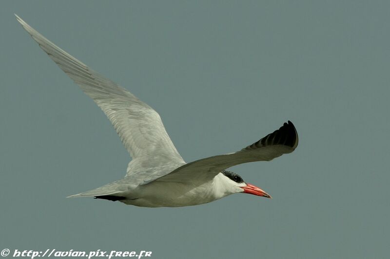 Caspian Ternadult post breeding