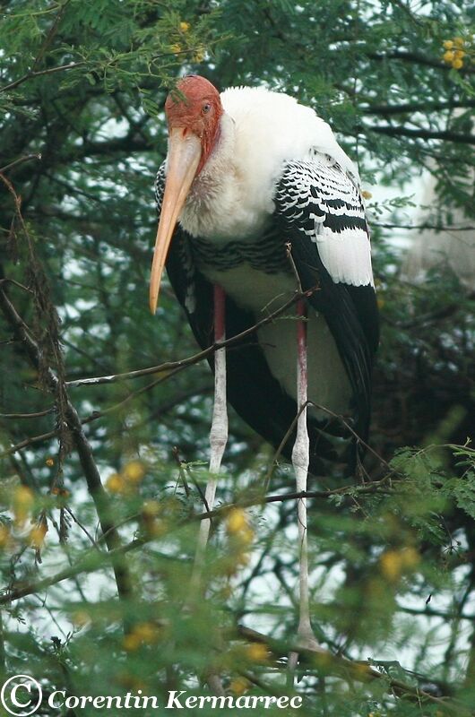 Painted Storkadult breeding