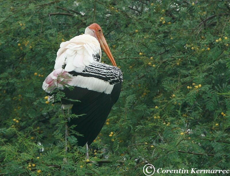 Painted Storkadult breeding