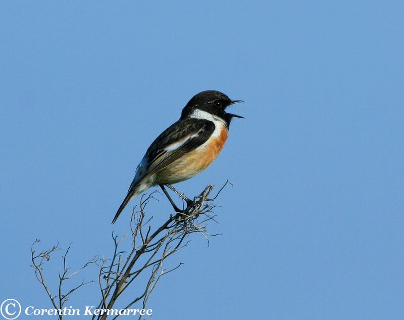 European Stonechat male adult breeding