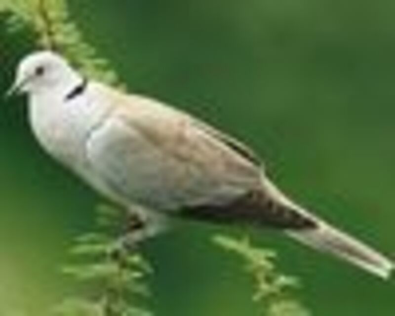 Eurasian Collared Doveadult breeding