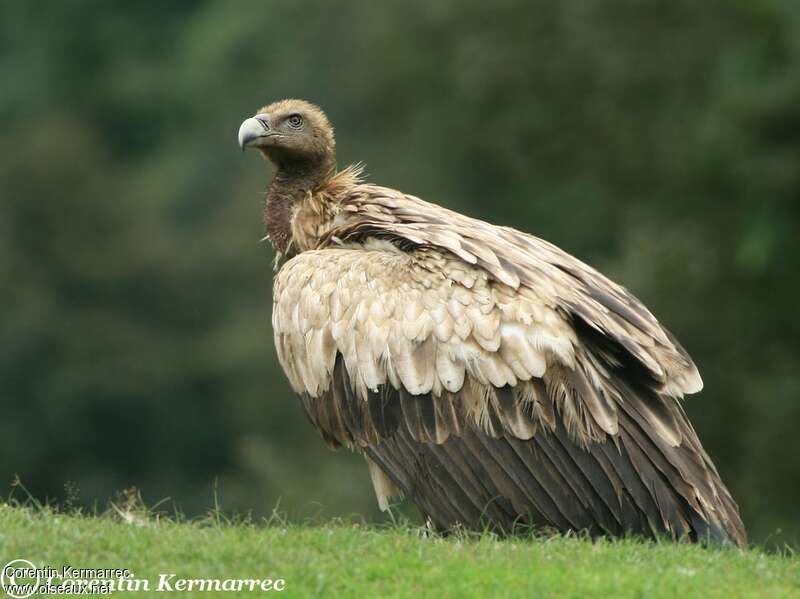 Himalayan Vulturesubadult, identification