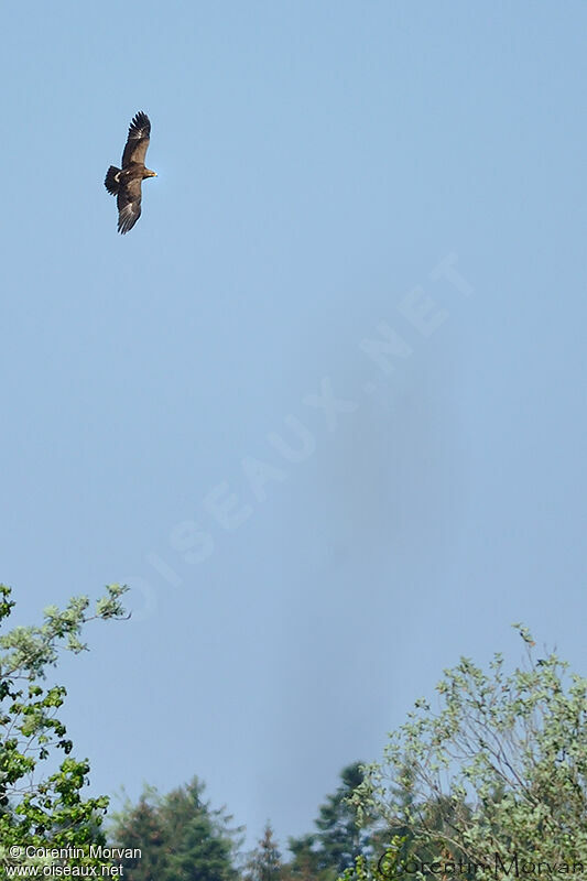 Lesser Spotted Eagle