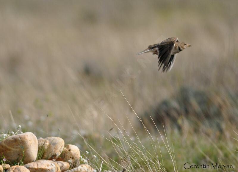 Calandra Lark