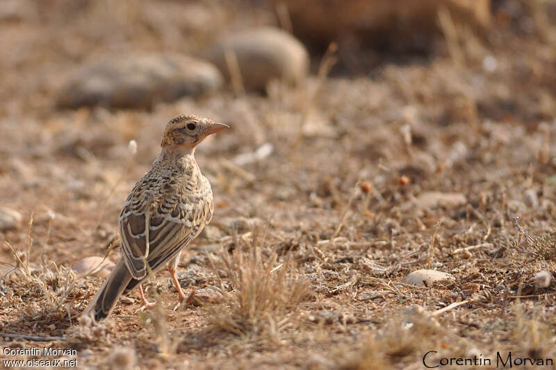 Alouette calandrellejuvénile, identification