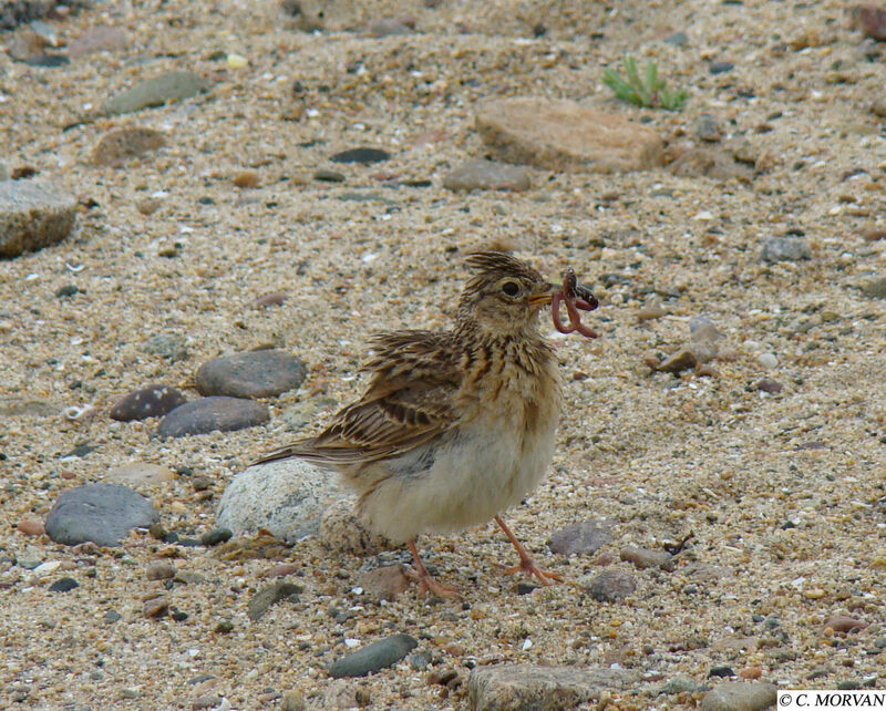 Eurasian Skylark