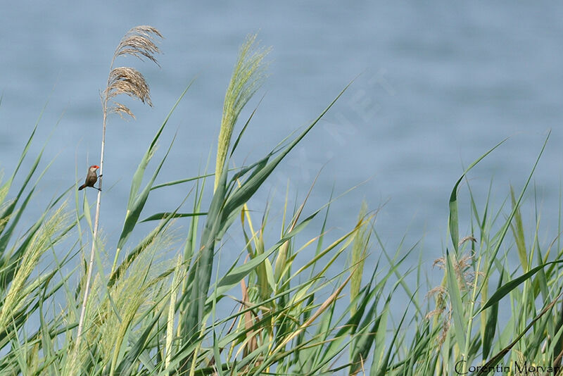 Common Waxbill