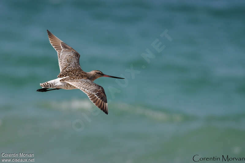 Bar-tailed Godwit, Flight