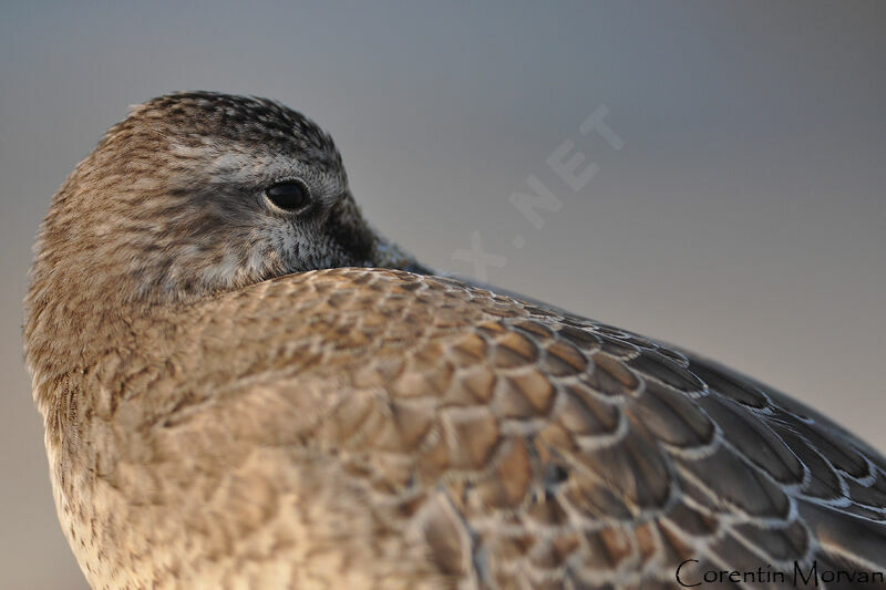 Red Knot