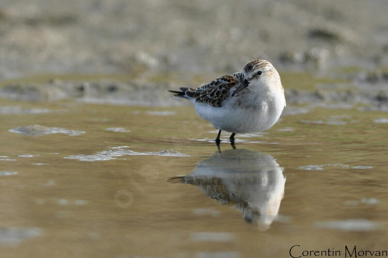 Little Stint