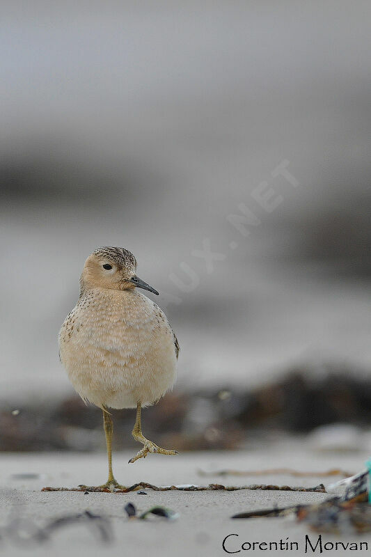 Buff-breasted Sandpiper