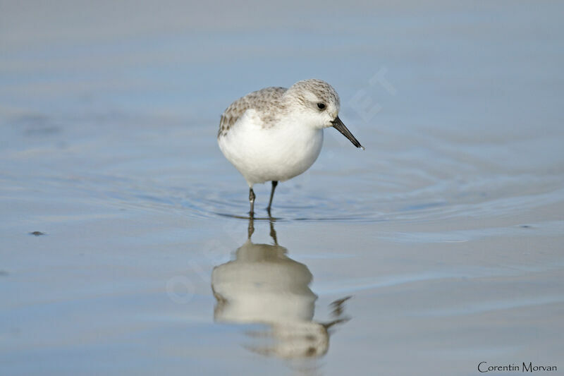 Sanderling