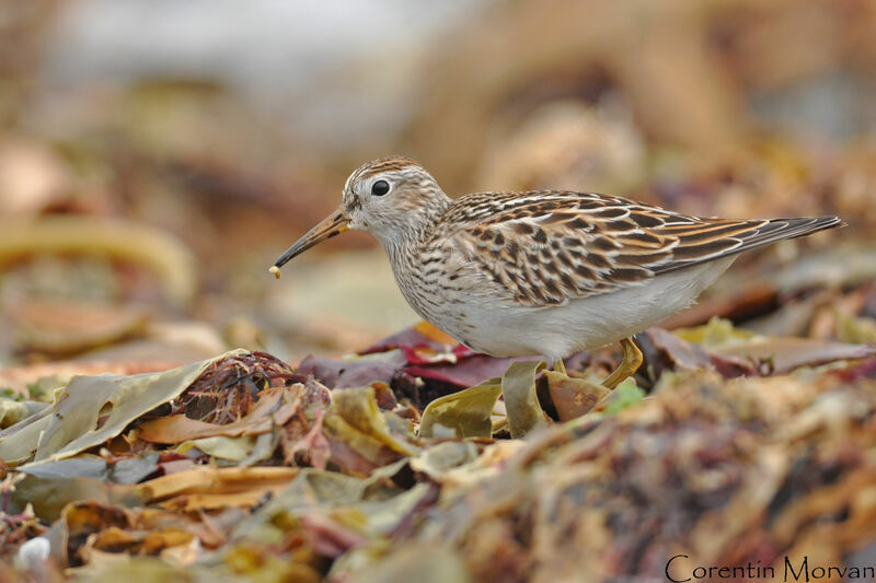 Pectoral Sandpiper