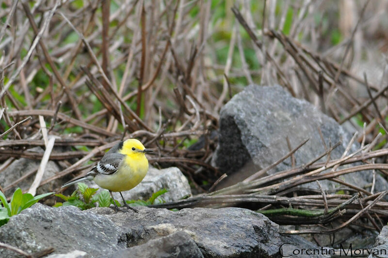 Citrine Wagtail