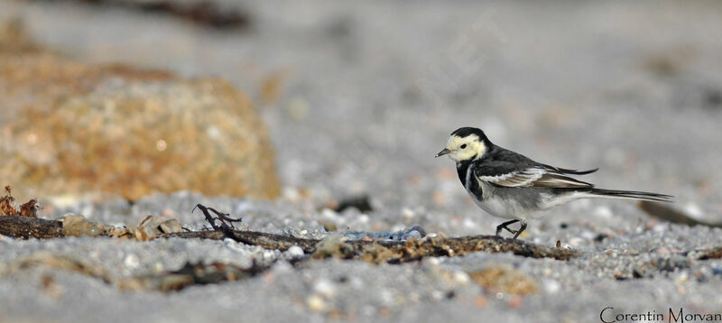 White Wagtail (yarrellii)