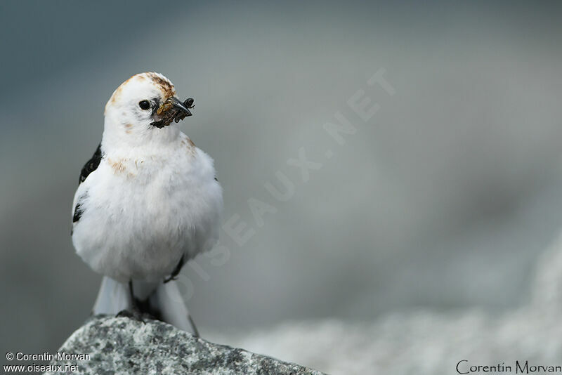 Bruant des neiges