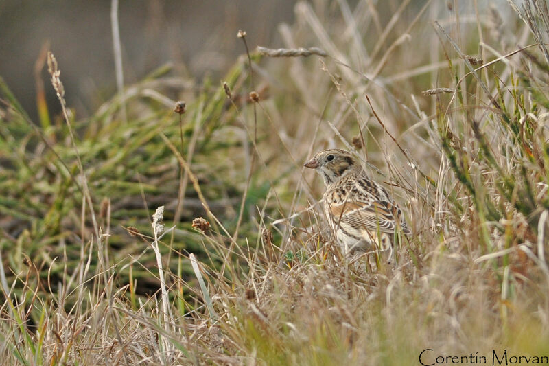 Lapland Longspur