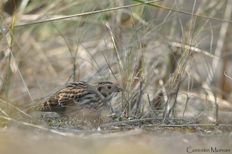 Lapland Longspur