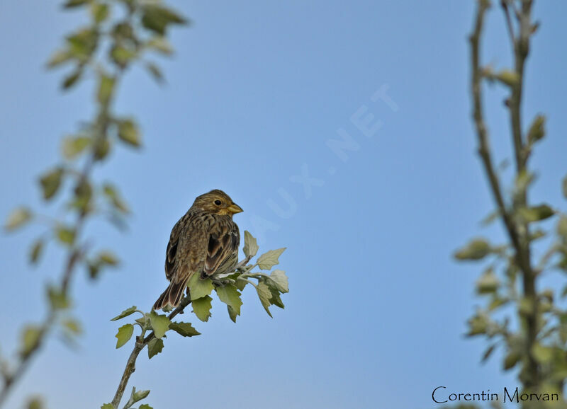 Corn Bunting