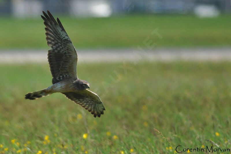 Montagu's Harrier