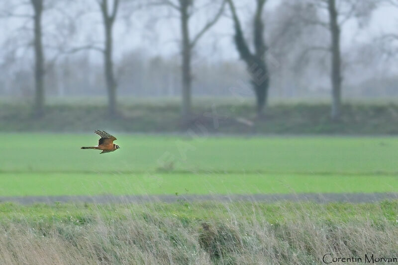 Pallid Harrier