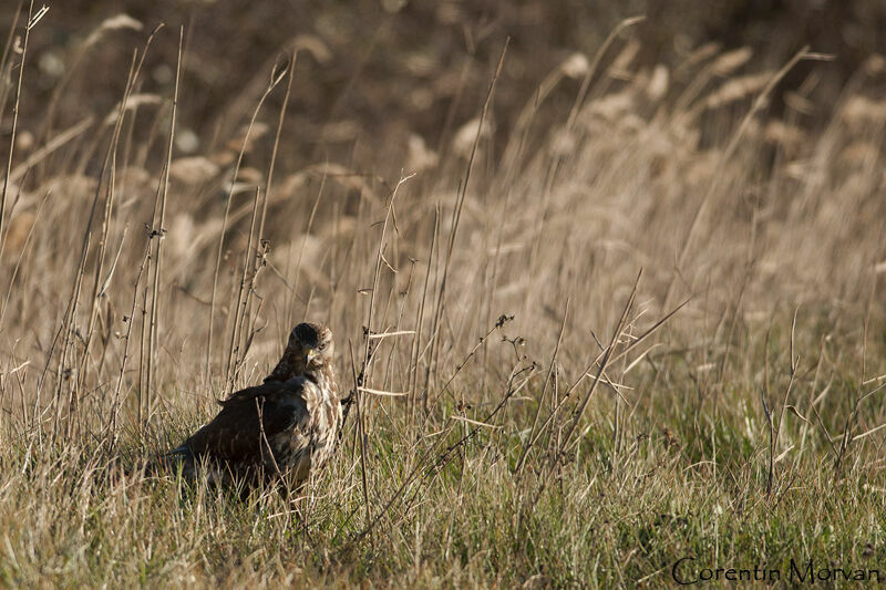 Common Buzzard