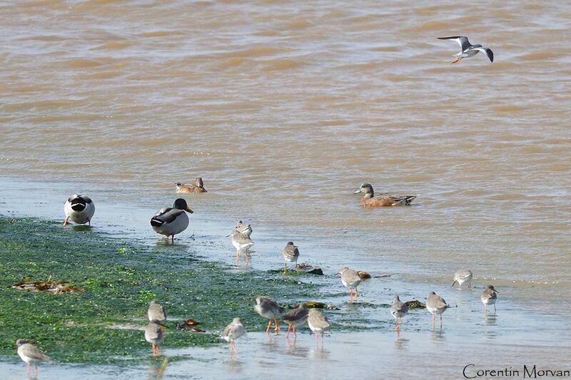 American Wigeon