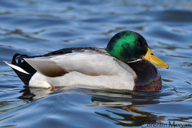 Mallard