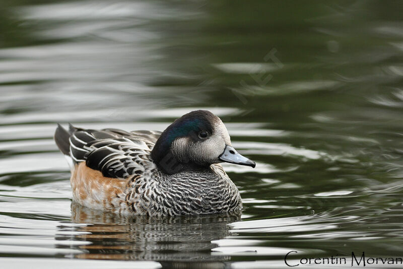 Chiloe Wigeon