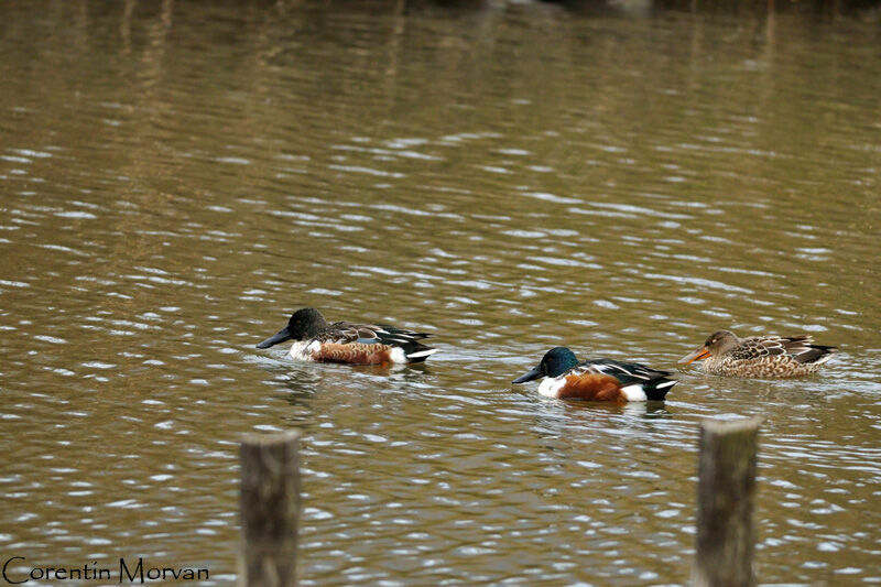 Canard souchet