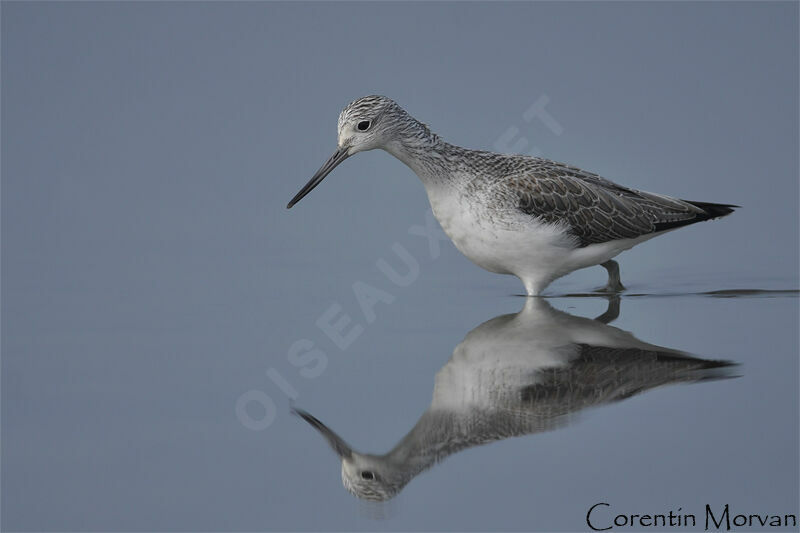 Common Greenshank