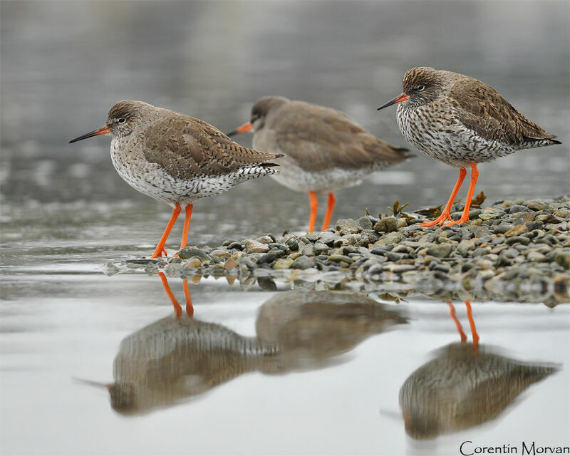 Common Redshank