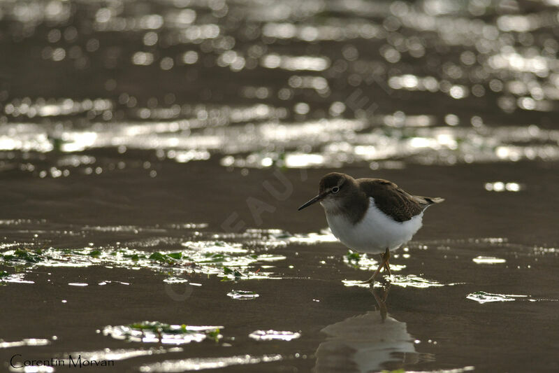 Common Sandpiper