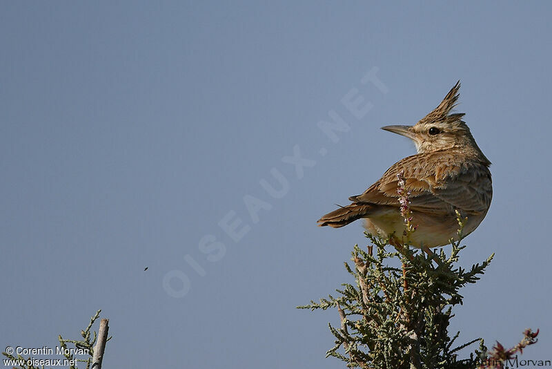 Maghreb Lark