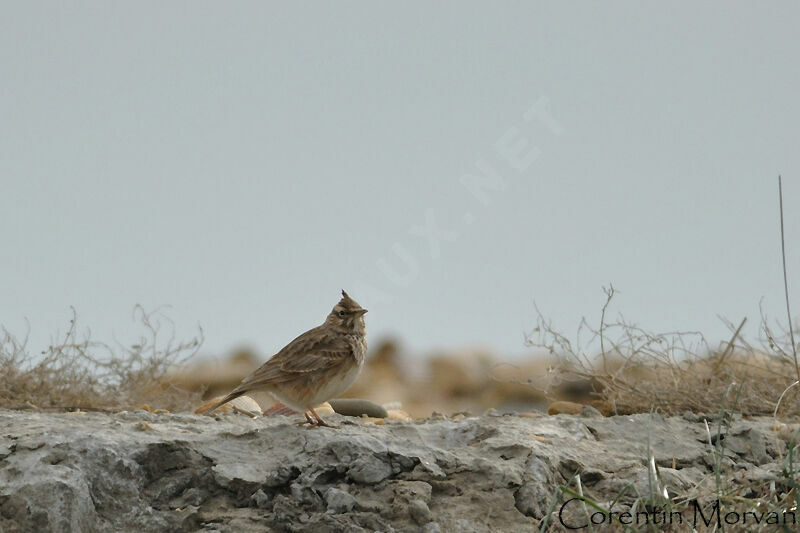 Crested Lark