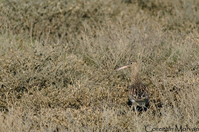 Eurasian Curlew