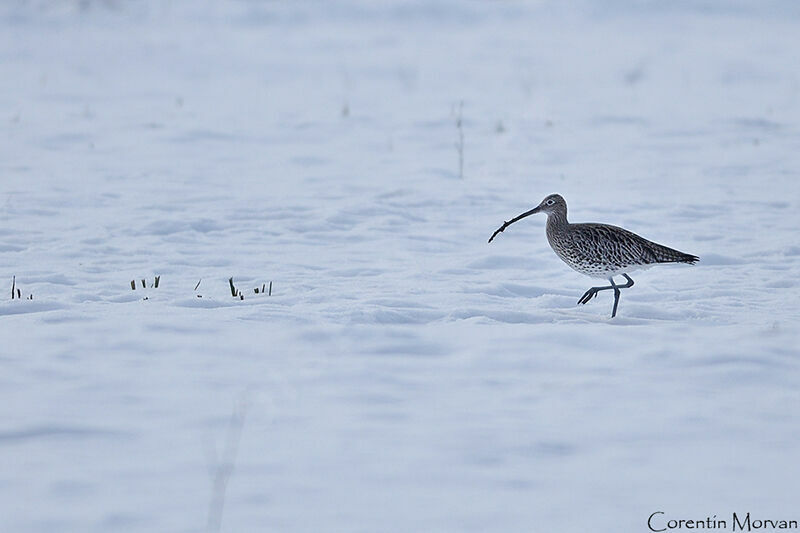 Eurasian Curlew