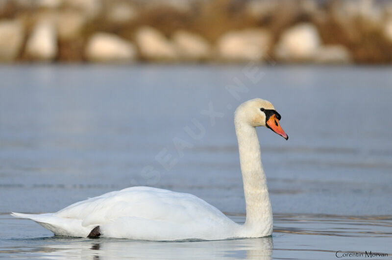 Cygne tuberculéadulte, identification