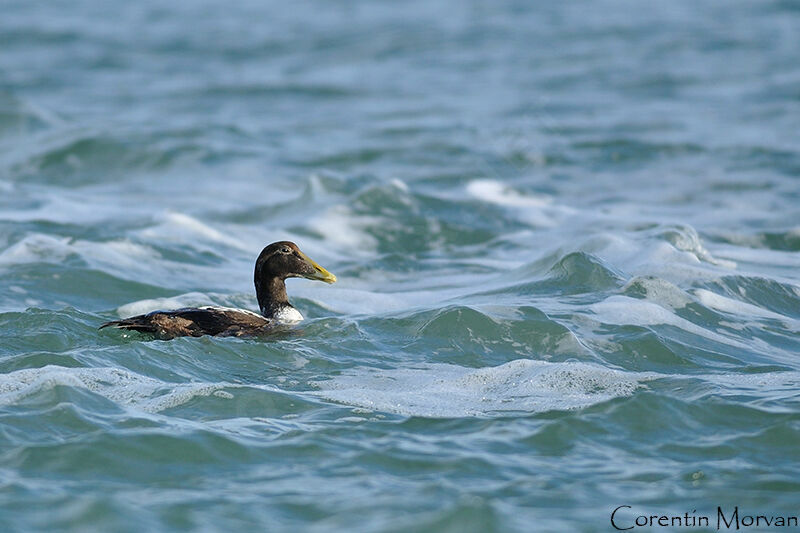 Common Eider