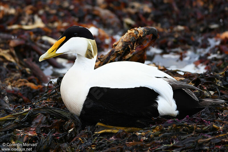 Common Eider