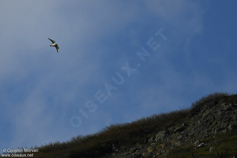 Gyrfalcon