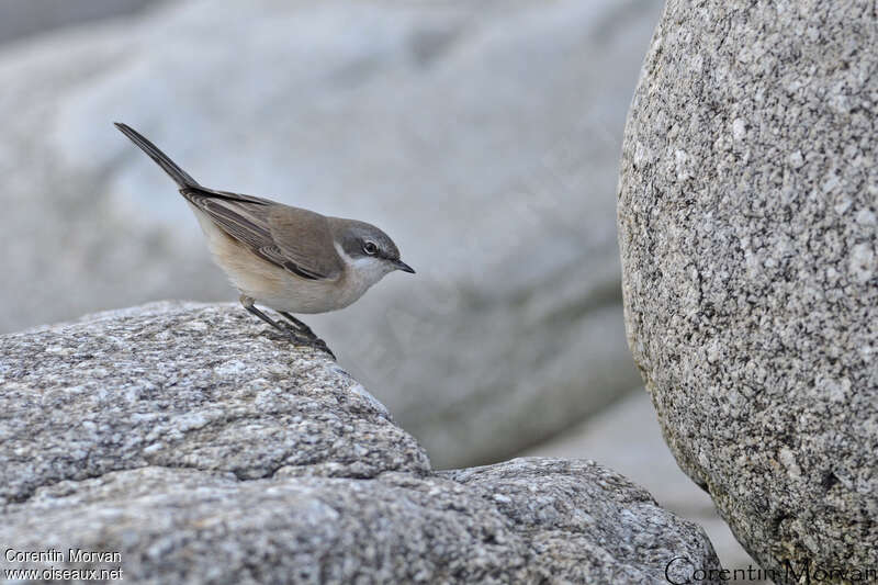 Lesser Whitethroat