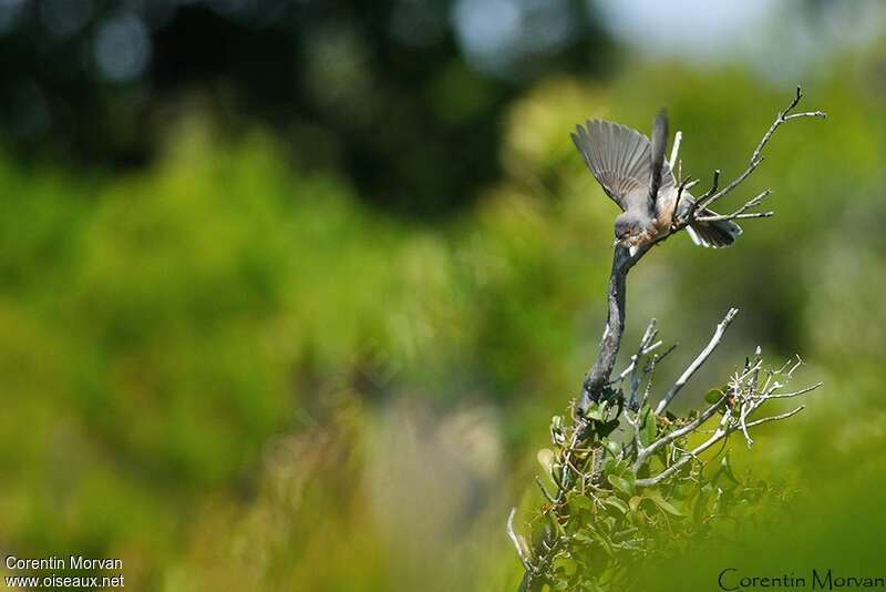 Moltoni's Warbler male adult, Behaviour