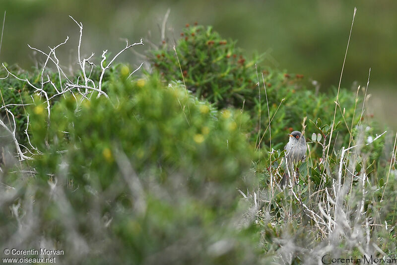 Balearic Warbler