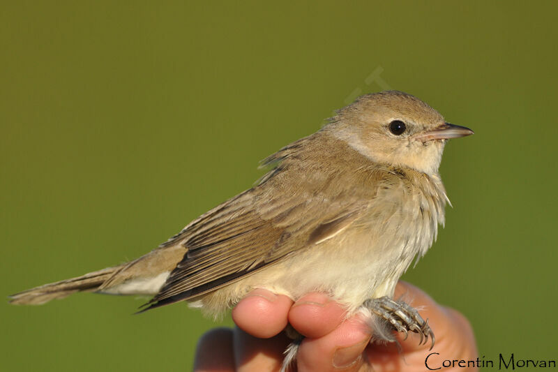 Garden Warbler