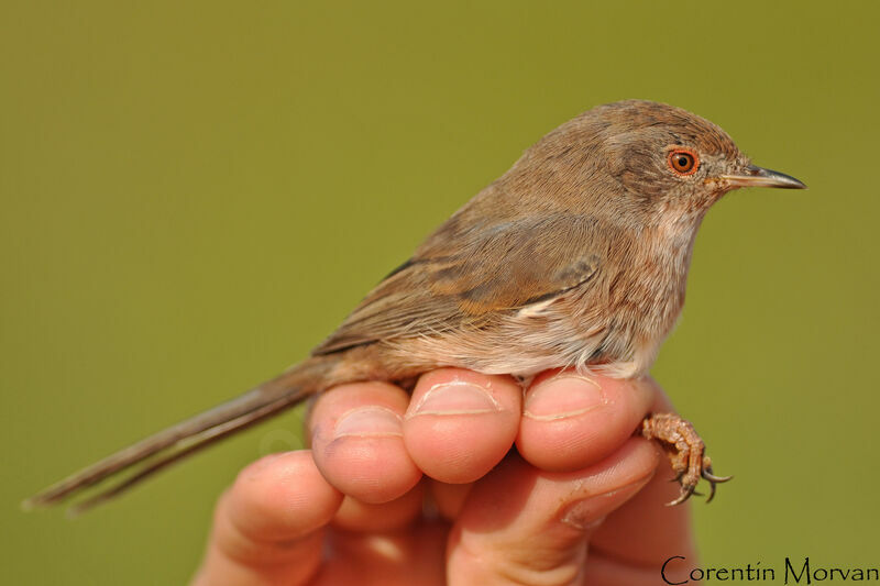 Dartford Warbler