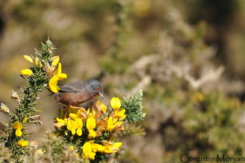 Dartford Warbler