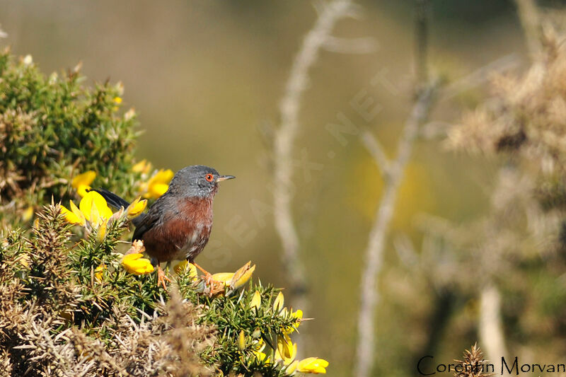 Dartford Warbler