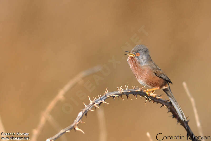 Dartford Warbler female adult breeding, identification